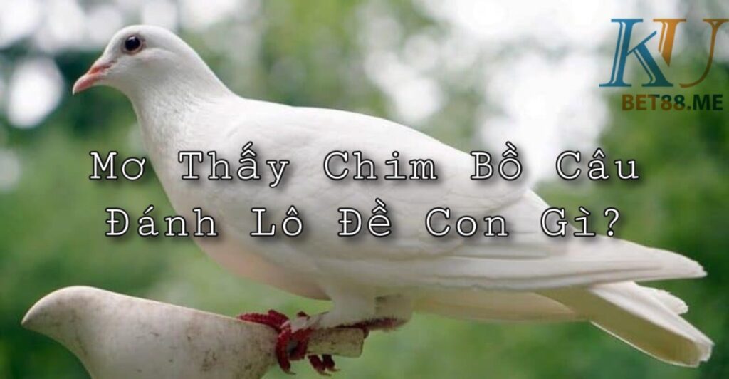 Mơ thấy chim bồ câu đánh con gì